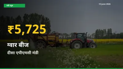 ग्वार बीज के दामों में रिकॉर्ड तेज़ी, दीसा एपीएमसी