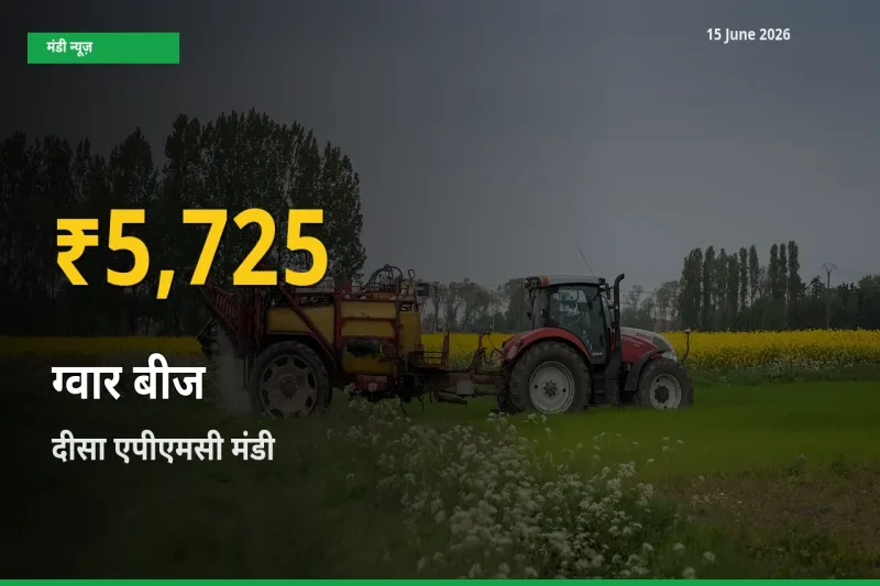 ग्वार बीज के दामों में रिकॉर्ड तेज़ी, दीसा एपीएमसी