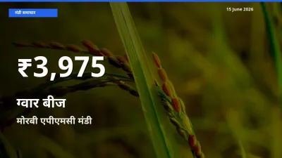आज का मंडी भाव: मोरबी एपीएमसी में ग्वार बीज 30 दिन के सबसे कम स्तर पर