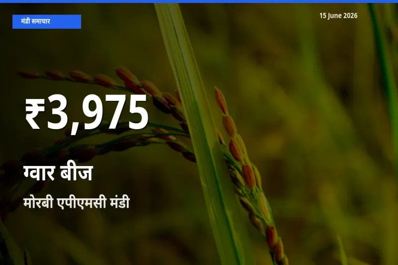 आज का मंडी भाव: मोरबी एपीएमसी में ग्वार बीज 30 दिन के सबसे कम स्तर पर