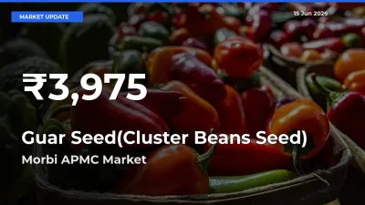 Farmers Concerned as Guar Seed(Cluster Beans Seed) Hits 30-Day Low in Morbi APMC