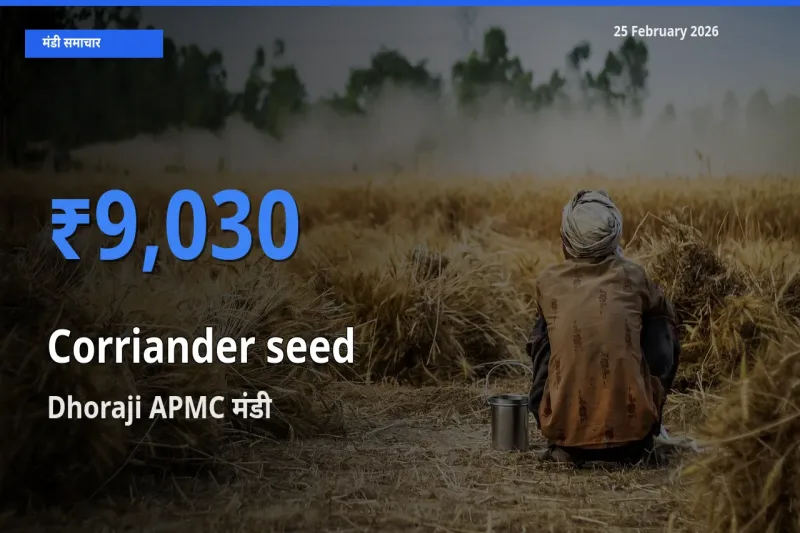 बाज़ार संकेत: Dhoraji APMC बना Corriander seed के लिए आज की टॉप मंडी