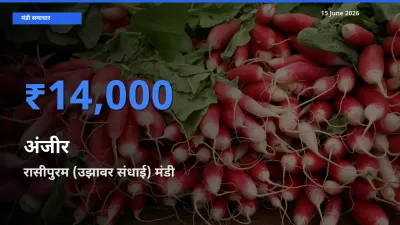 15 June अपडेट: अंजीर के सबसे ऊँचे दाम रासीपुरम (उझावर संधाई) मंडी में