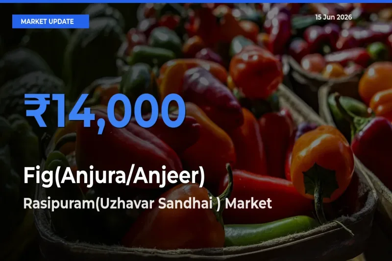 Top Performer! Rasipuram(Uzhavar Sandhai ) Offers Best Fig(Anjura/Anjeer) Price Today