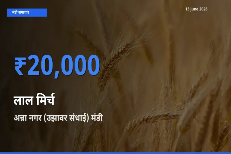 आज लाल मिर्च के सबसे ज़्यादा दाम अन्ना नगर (उझावर संधाई) मंडी में दर्ज