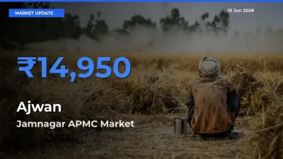 Market Watch: Jamnagar APMC Becomes Top Mandi for Ajwan