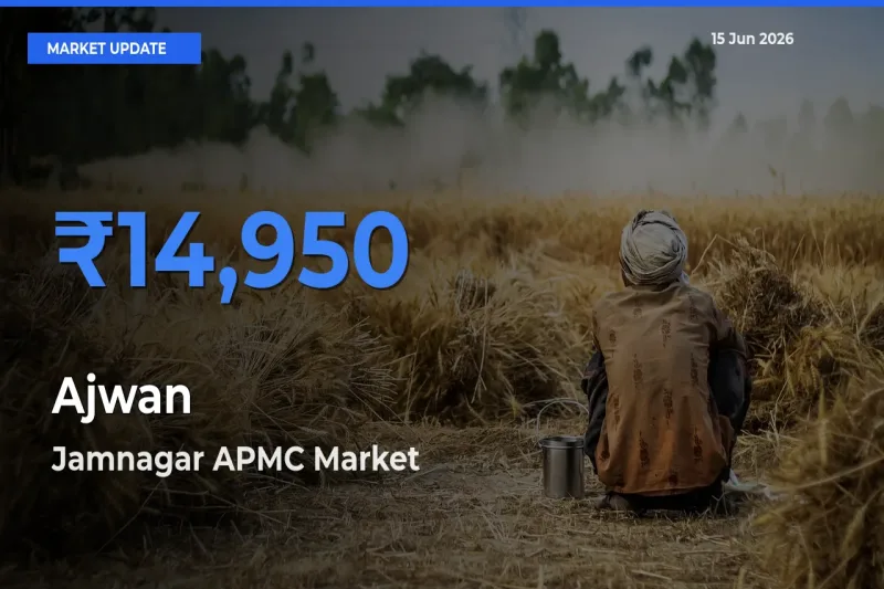 Market Watch: Jamnagar APMC Becomes Top Mandi for Ajwan