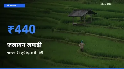 15 June अपडेट: जलावन लकड़ी के सबसे ऊँचे दाम चरखारी एपीएमसी मंडी में