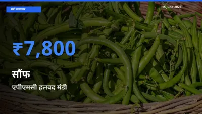 बाज़ार संकेत: एपीएमसी हलवद बना सौंफ के लिए आज की टॉप मंडी