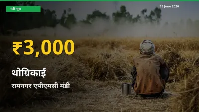 रिकॉर्ड तेज़ी! रामनगर एपीएमसी में थोग्रिकाई ₹3,000 पर पहुँचा