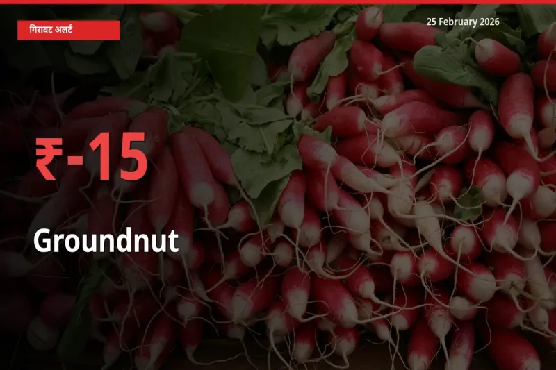 अचानक झटका! मंडी में Groundnut के दाम 15.47% टूटे