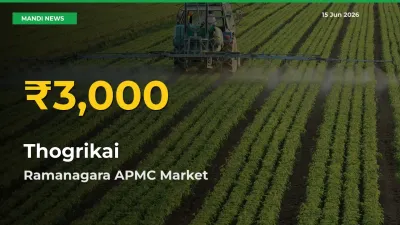Thogrikai Price Rally Continues – Ramanagara APMC Hits Fresh High Today