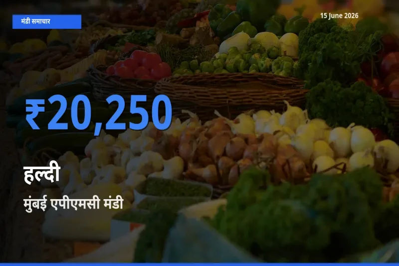 किसानों की पसंद बना मुंबई एपीएमसी, हल्दी के सबसे अच्छे दाम