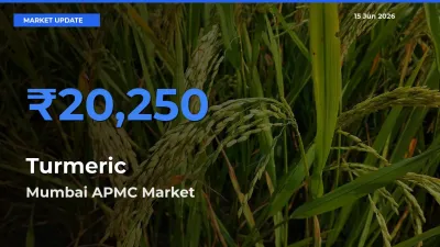 Market Watch: Mumbai APMC Becomes Top Mandi for Turmeric