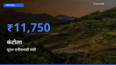 किसानों की पसंद बना सूरत एपीएमसी, कंटोला के सबसे अच्छे दाम