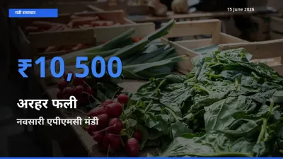 आज का मंडी भाव: अरहर फली के सबसे ज़्यादा दाम नवसारी एपीएमसी में