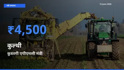 कुस्तगी एपीएमसी मंडी में कुल्थी ₹4,500 पर पहुँचा – आज का सर्वोच्च भाव