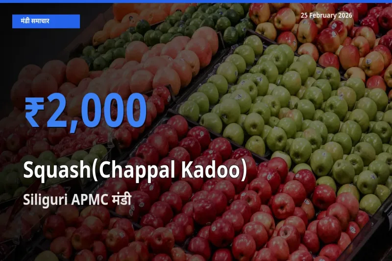 किसानों की पसंद बना Siliguri APMC, Squash(Chappal Kadoo) के सबसे अच्छे दाम