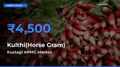 Market Watch: Kustagi APMC Becomes Top Mandi for Kulthi(Horse Gram)
