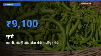 बाज़ार संकेत: मछली, पोल्ट्री और अंडा मंडी ग़ाज़ीपुर बना मुर्गा के लिए आज की टॉप मंडी