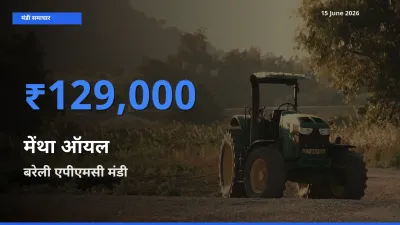 15 June अपडेट: मेंथा ऑयल के सबसे ऊँचे दाम बरेली एपीएमसी मंडी में