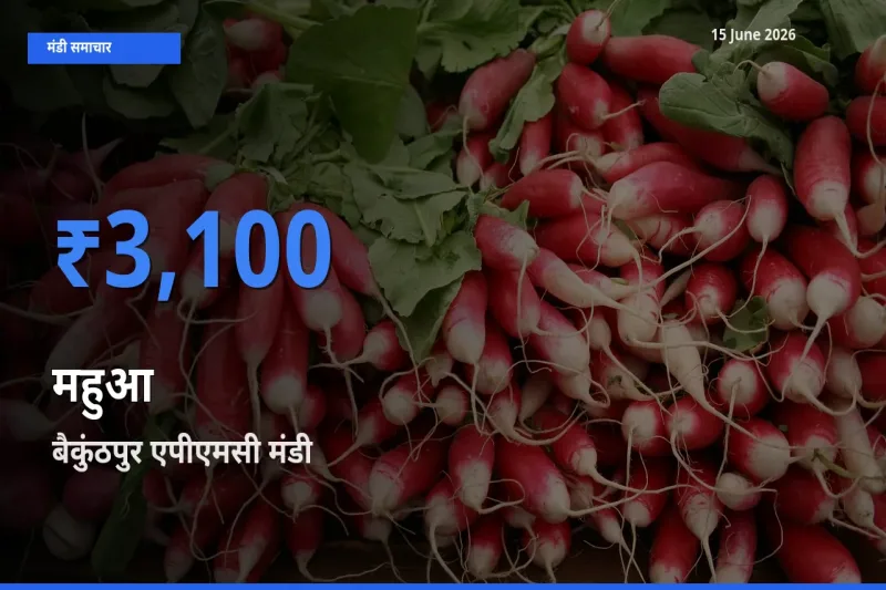 बैकुंठपुर एपीएमसी मंडी में महुआ ₹3,100 पर पहुँचा – आज का सर्वोच्च भाव