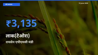 आज लाक(टेओरा) के सबसे ऊँचे दाम ₹3,135 रायसेन एपीएमसी मंडी में
