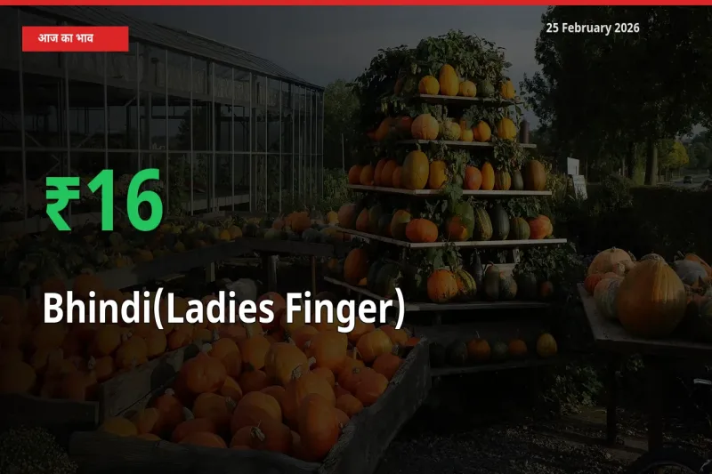 तेज़ तेजी! मंडी में Bhindi(Ladies Finger) के दाम 15.72% चढ़े