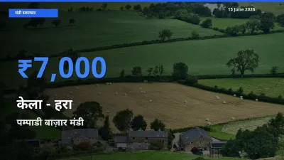 पम्पाडी बाज़ार मंडी में आज केला - हरा के सबसे ऊँचे दाम दर्ज