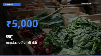 किसानों की पसंद बना मायाबंदर एपीएमसी, कद्दू के सबसे अच्छे दाम