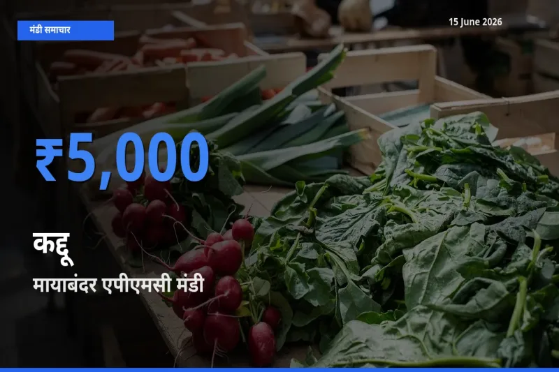 किसानों की पसंद बना मायाबंदर एपीएमसी, कद्दू के सबसे अच्छे दाम