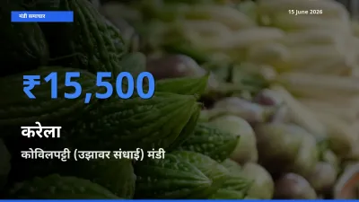 15 June अपडेट: करेला के सबसे ऊँचे दाम कोविलपट्टी (उझावर संधाई) मंडी में