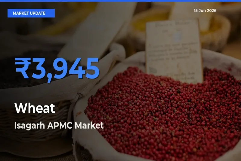 Isagarh APMC Offers ₹3,945 – Highest Wheat Rate Today