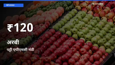तेज़ गिरावट! पट्टी एपीएमसी में अरबी के दाम 30 दिन के निचले स्तर पर