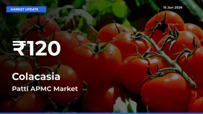 Colacasia Prices Touch 30-Day Low in Patti APMC – June 15 Update