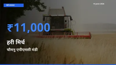 किसानों की पसंद बना चौमनु एपीएमसी, हरी मिर्च के सबसे अच्छे दाम