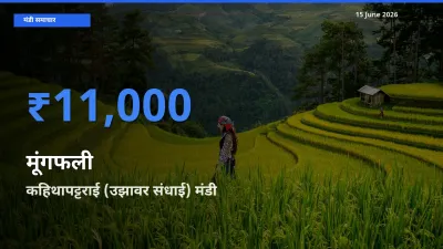 15 June अपडेट: मूंगफली के सबसे ऊँचे दाम कहिथापट्टराई (उझावर संधाई) मंडी में