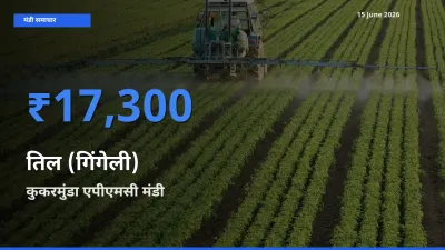 आज तिल (गिंगेली) के सबसे ऊँचे दाम ₹17,300 कुकरमुंडा एपीएमसी मंडी में
