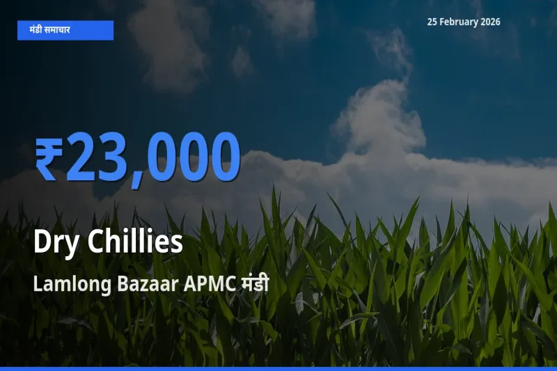 आज का मंडी भाव: Dry Chillies के सबसे ज़्यादा दाम Lamlong Bazaar APMC में