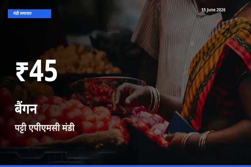 पट्टी एपीएमसी में बैंगन के दाम 30 दिन के न्यूनतम स्तर पर, आज का मंडी भाव देखें