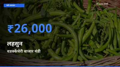 वडक्केंचेरी बाजार मंडी में आज लहसुन के सबसे ऊँचे दाम दर्ज