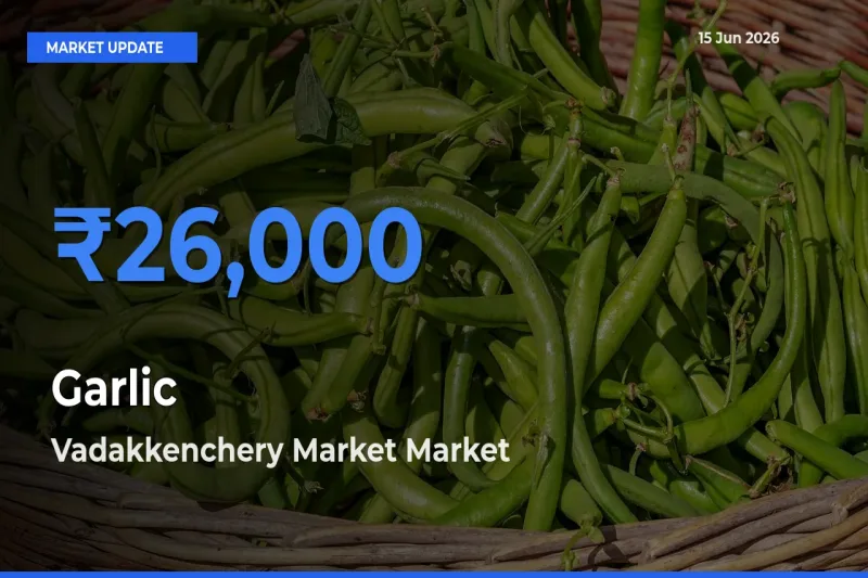 Vadakkenchery Market Offers ₹26,000 – Highest Garlic Rate Today