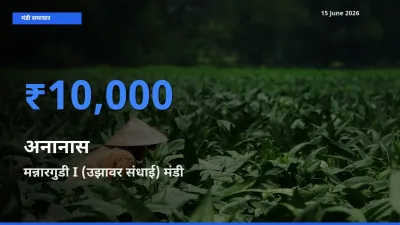 आज का मंडी भाव: अनानास के सबसे ज़्यादा दाम मन्नारगुडी I (उझावर संधाई) में