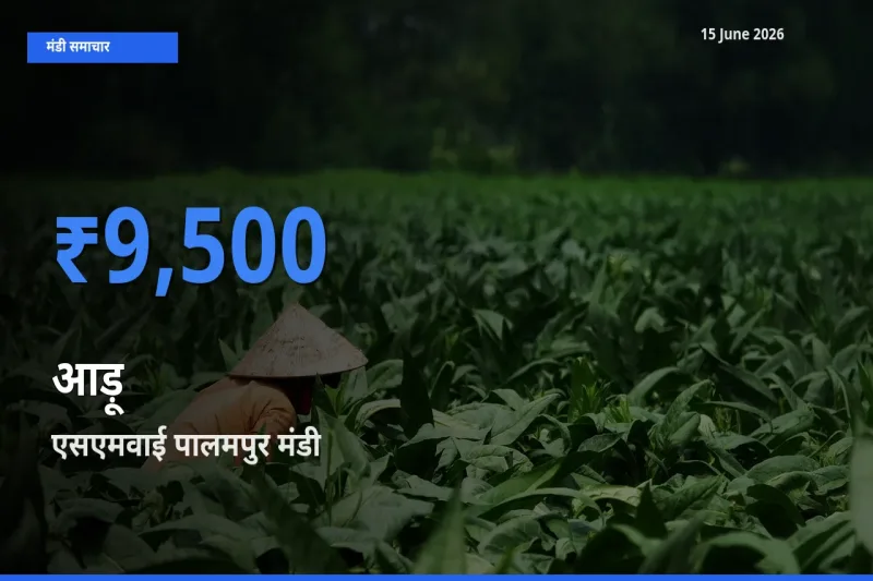 आज का मंडी भाव: आड़ू के सबसे ज़्यादा दाम एसएमवाई पालमपुर में
