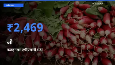आज जौ के सबसे ज़्यादा दाम फतहनगर एपीएमसी मंडी में दर्ज