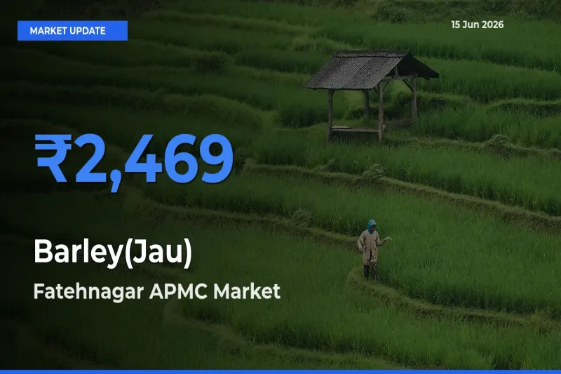 Barley(Jau) Mandi Rate Today: Fatehnagar APMC Tops the List