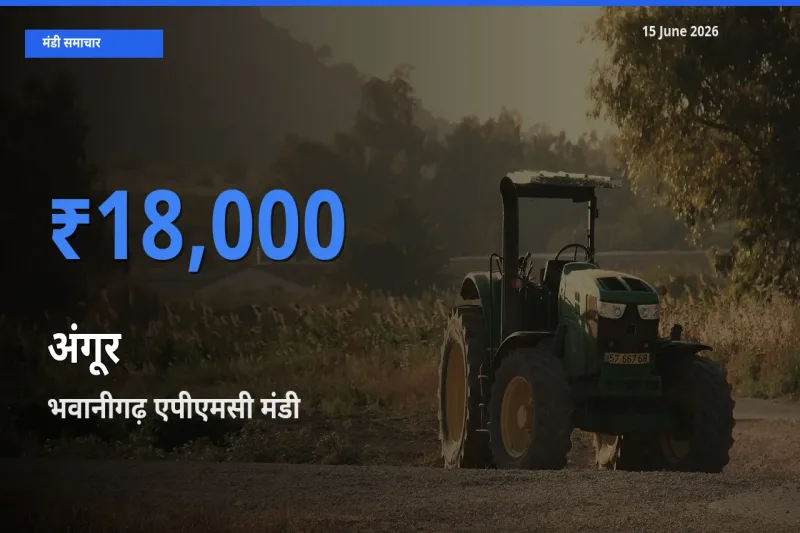 आज का मंडी भाव: अंगूर के सबसे ज़्यादा दाम भवानीगढ़ एपीएमसी में