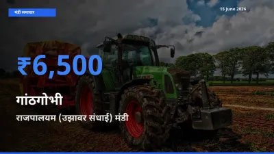 15 June अपडेट: गांठगोभी के सबसे ऊँचे दाम राजपालयम (उझावर संधाई) मंडी में