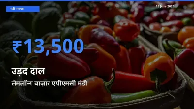 आज उड़द दाल के सबसे ऊँचे दाम ₹13,500 लैमलॉन्ग बाज़ार एपीएमसी मंडी में