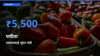 किसानों की पसंद बना एसएमवाई भुंतर, पपीता के सबसे अच्छे दाम